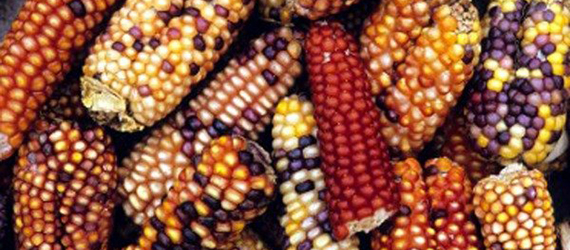 Somos maíz. No a los transgénicos