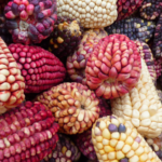 Más de 100 mil personas suman su voz a la defensa de los maíces nativos en México