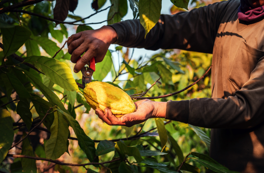 El precio oculto del chocolate: impactos en la salud, el ambiente y la sociedad