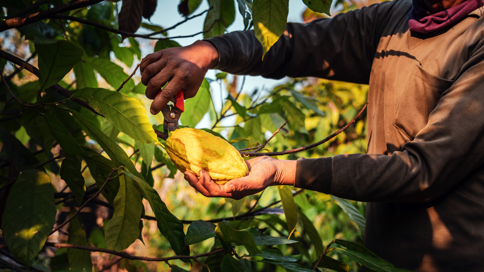 El precio oculto del chocolate: impactos en la salud, el ambiente y la sociedad