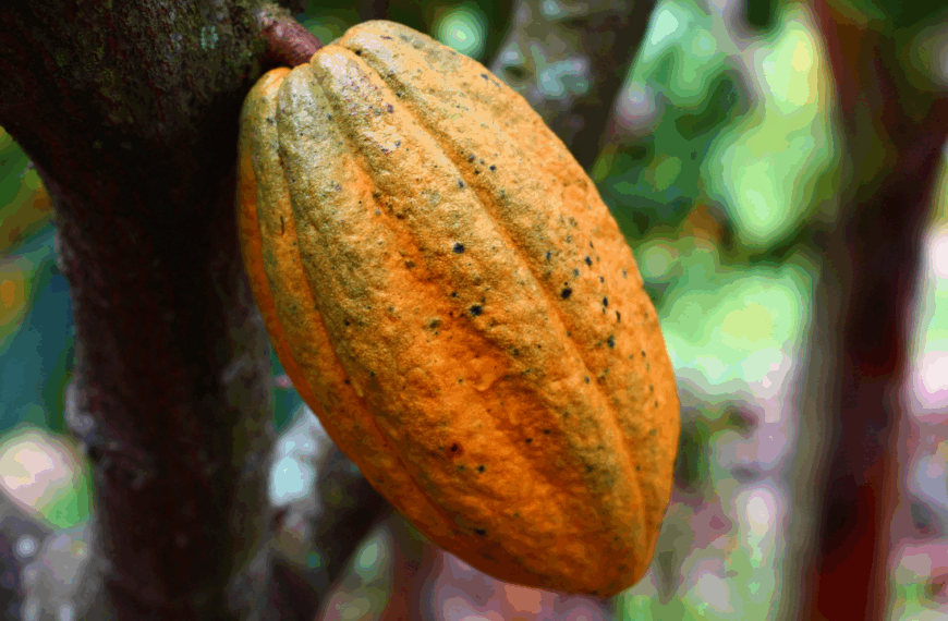 El cambio climático impacta en la producción de cacao y chocolate