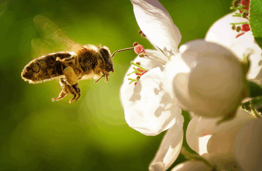 El papel de las abejas en la producción sostenible de alimentos