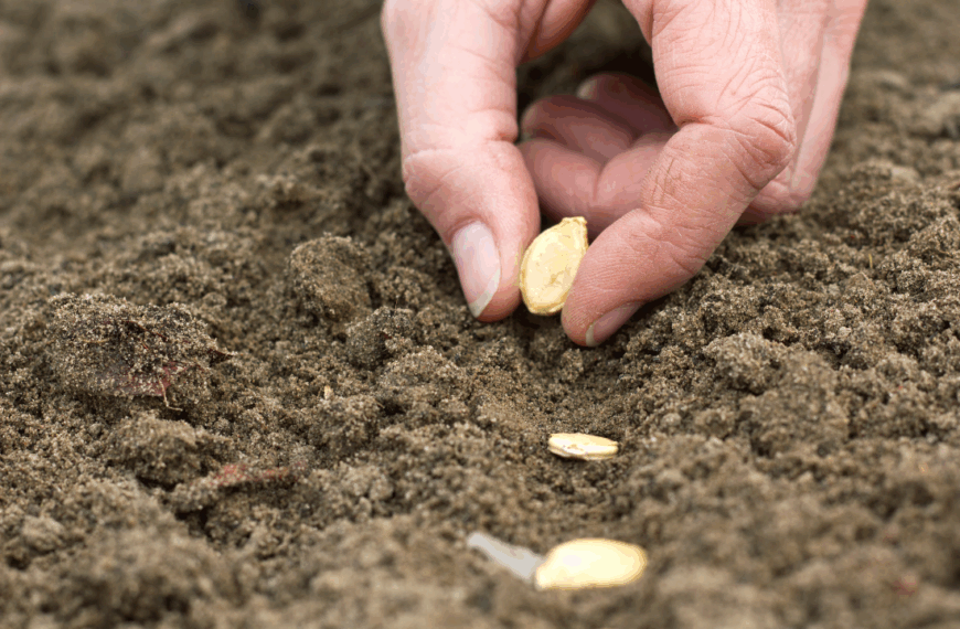 «Las semillas son un elemento esencial de la alimentación y de la vida»