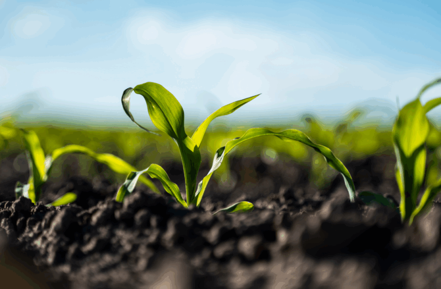 Día Mundial del Ambiente: los productos ultraprocesados y su impacto en la salud del planeta