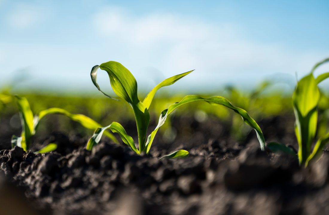 Día Mundial del Ambiente: los productos ultraprocesados y su impacto en la salud del planeta
