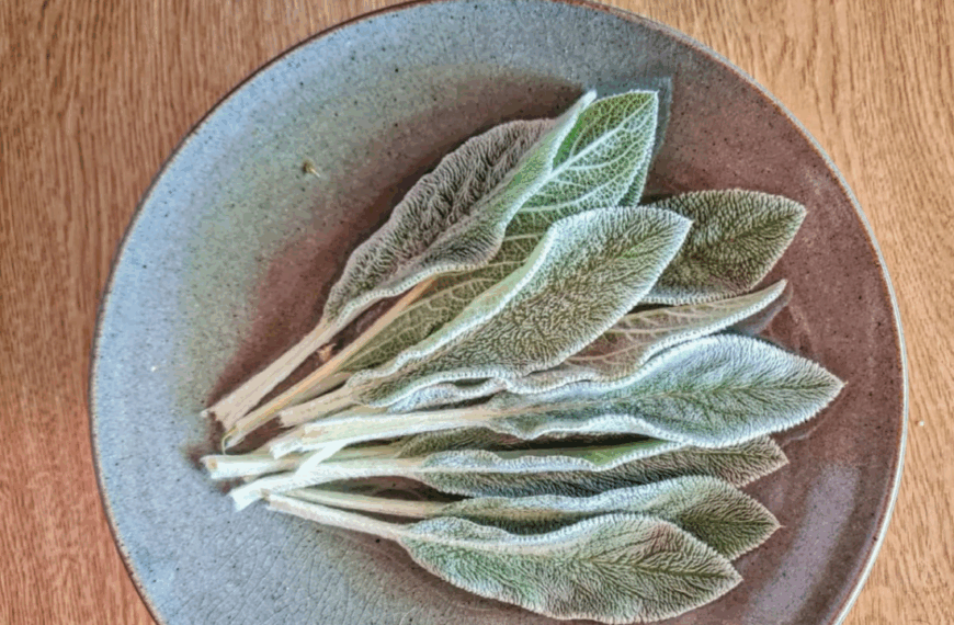 Qué son las Plantas Alimenticias No Convencionales