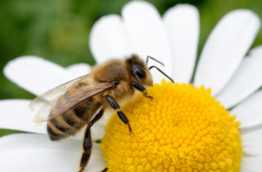 Día Mundial de las Abejas: esenciales para la alimentación y la vida