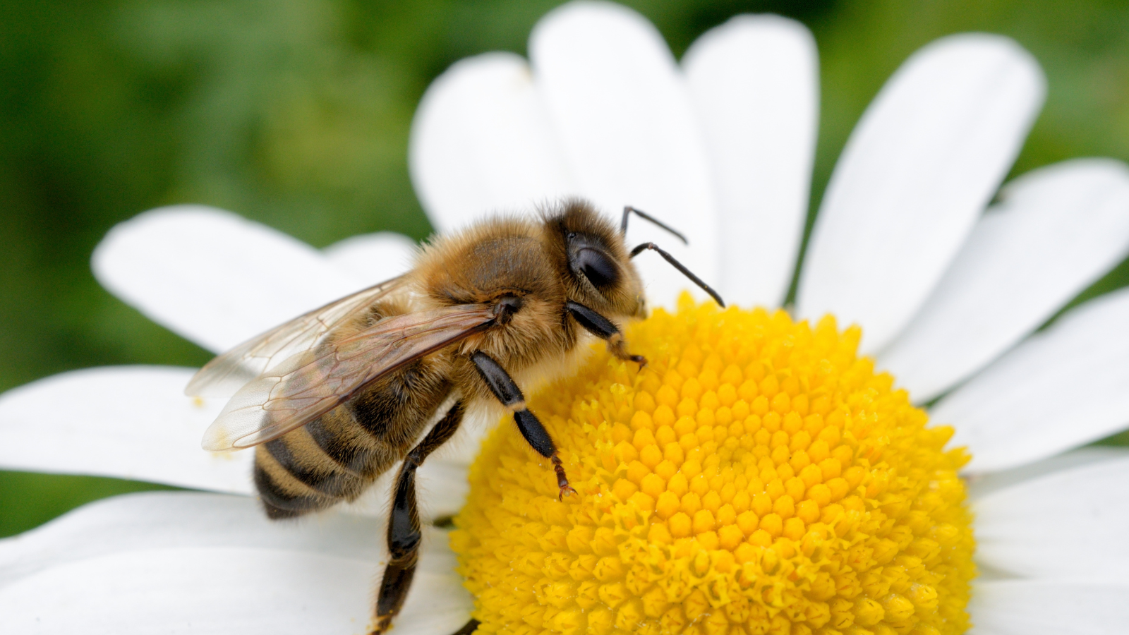 Día Mundial de las Abejas: esenciales para la alimentación y la vida