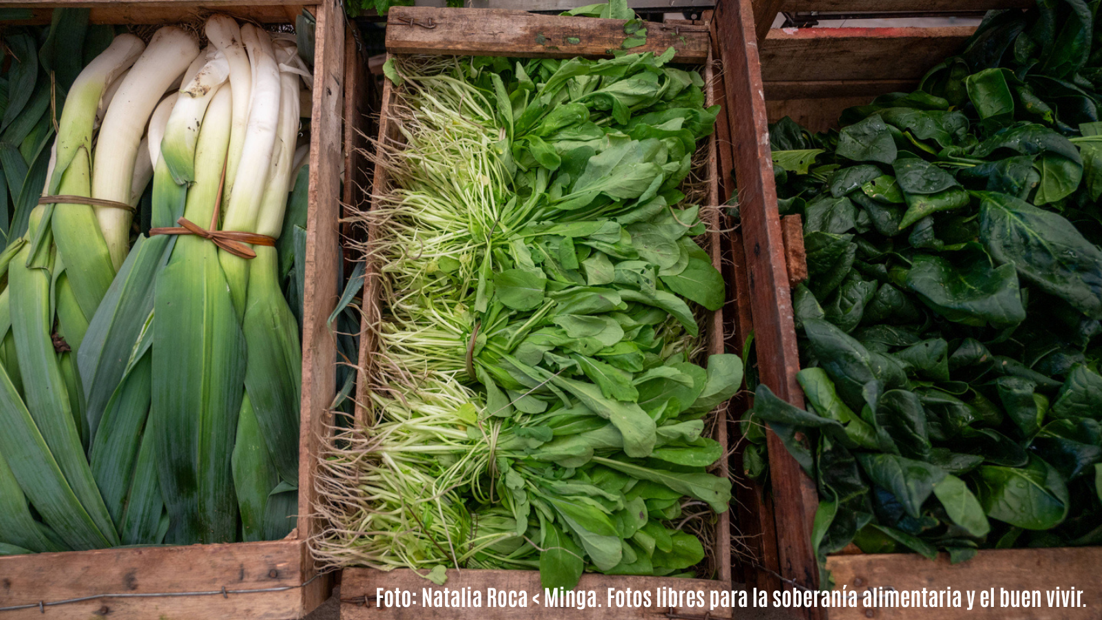 alimentación; cajón; agroecología; feria; venta; distribución; acelga; puerro; productos; comunidad; espinaca; rúcula